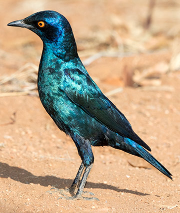 Cape Glossy Starling